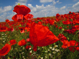 red poppy field