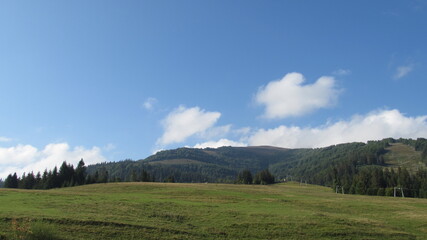 Fototapeta premium forest in the mountains