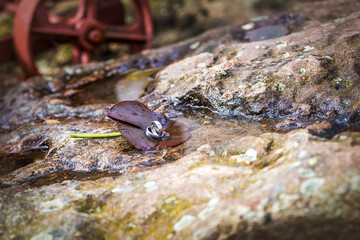 Eheringe auf Seerosenblatt vor Mühlrad