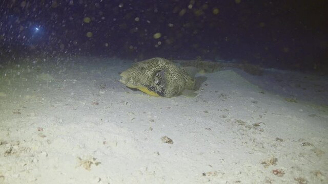 Giant pufferfish sleeping on the sand at night