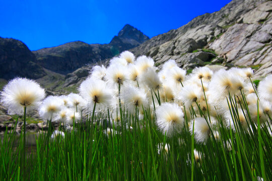 Linaigrette de montagne, jolie bouquet de fleurs blanches coton