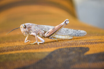 brown dead locusts broken legs, grasshopper macro insect bug close up, wild animal migrating locust body invertebrate wallpaper background