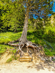ein Baum mit großen Wurzeln auf dem Erdboden