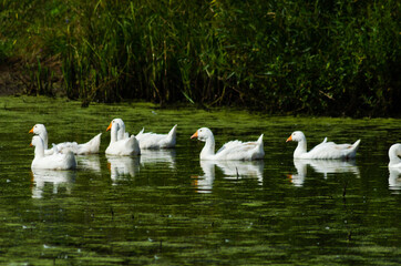 Geese floating in pond in summer