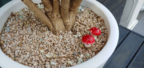 Two models of cute poisonous mushrooms shown on the flowerpot