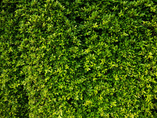 green tree wall fence for landscape and garden decoration