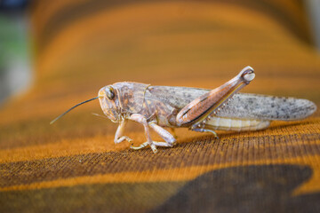 locusts broken legs, grasshopper macro insect bug close up, wild animal migrating locust body invertebrate wallpaper