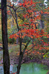 Tree with red leaves in Massachusetts, USA