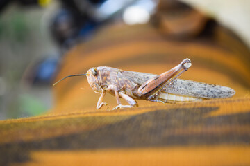 brown dead locusts broken legs, grasshopper macro insect bug close up, wild animal migrating locust body invertebrate wallpaper background