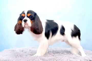 Cavalier king charles spaniel stands on a blue background, a gray rug. Home groomer made a beautiful haircut for the dog.