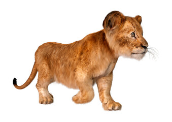 3D Rendering Lion Cub on White
