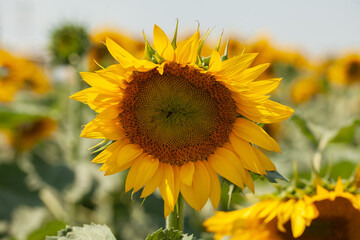 Sunflower field at summer