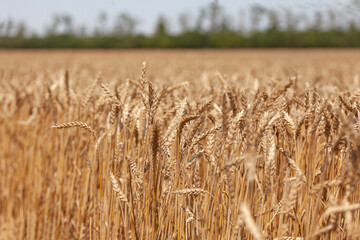 Landscape with wheat field