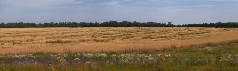 Landscape with wheat field, field flowers and trees