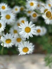 Obraz premium The daisies in a garden