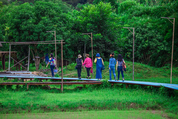 Fototapeta premium blurry nature background of bamboo trees with green leaves planted along the rice fields, with cool wind blowing through, the integrity of the ecology.