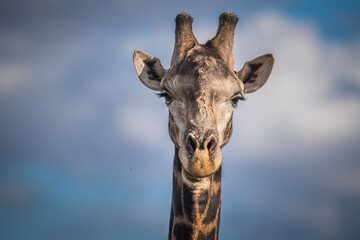 Giraffe schaut ins Auto, fotografiert in Kruger Südafrika 