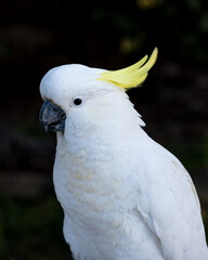 Sulphur-crested cockatoo visiting during the COVID-19 Lockdown