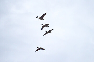 Fototapeta premium 4 flying geese