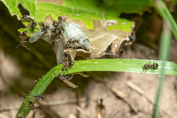 Winged black garden ant before swarming on a blade of grass