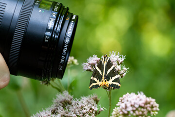 Photographer is taking a macro shot of a Butterfly on a flower