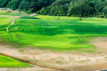 Beautiful rural scenic landscape,Avena Sativa,Oat green field of the riverside.