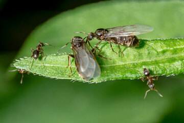 Winged black garden ant before swarming on a blade of grass