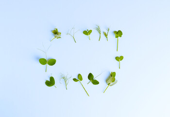 fresh sweet pea sprout on blue bacground. Concept micro greens, gardening, growing greenery at...