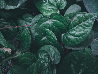 Obraz premium close up of a green leaves 