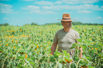 Mature man at field, lifestyle older men. Older senior man at sunflowers field, farmer at meadow