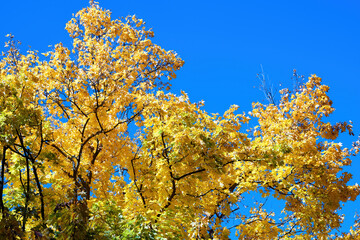 Fototapeta premium Yellowed tree in Chisinau, Moldova