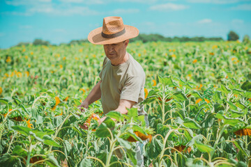 Mature man at field, lifestyle older men. Older senior man at sunflowers field, farmer at meadow