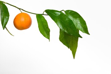 Orange hanging on branch