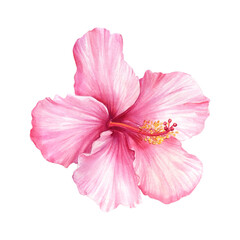 Hibiscus on isolated white background, watercolor illustration, Pink flower © Hanna