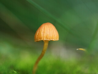 Pilz, Wald, Natur, Makro, Nahaufnahme, Giftpilz, 