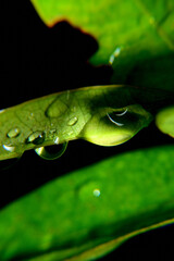 Dew in the morning exposed to beautiful sunlight