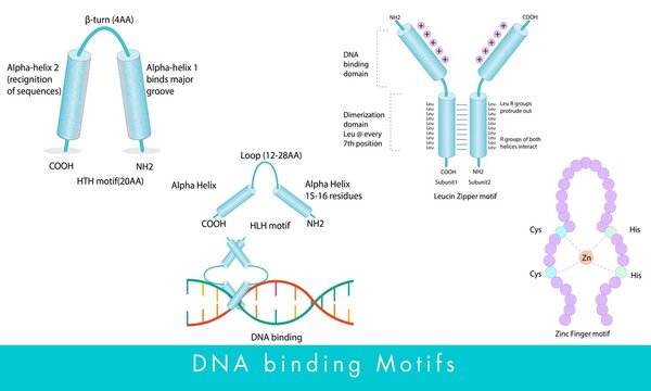 DNA binding motifs like HLH or helix loop helix motif, Helix turn helix HTH motif, Leucine zipper, and zinc finger motif