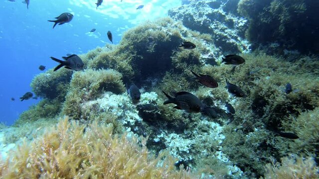 Underwater view of a Balearic Islands reef wit little damselfishes close to the camera