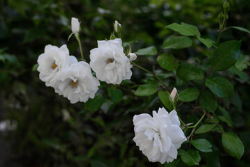 white garden roses are growing strong, gardening during summer time