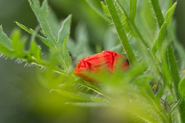Blume, Blüte, Natur, Pflanze, Wiese, blühen,Feld