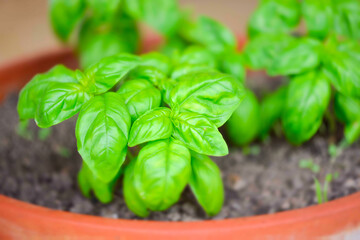 basil plant in garden vase Basil is an important ingredient of the italian cuisine
