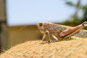 brown dead locusts broken legs, grasshopper macro insect bug close up, wild animal migrating locust body invertebrate wallpaper background