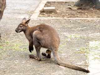ベネットアカクビワラビー