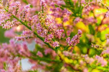 pink Calluna vulgaris (binomial name),  heather or ling 