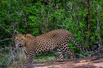 "Julius" is a sub adult leopard roaming in Yala national park Sri Lanka.