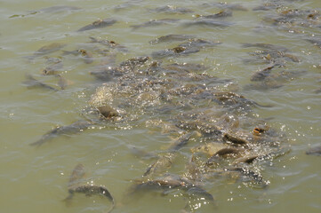 farm fish in overpopulation