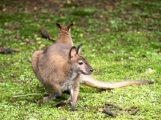 ベネットアカクビワラビー