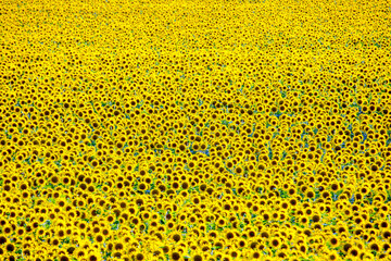 Large field of blooming sunflowers in sunlight. Agronomy, agriculture and botany.