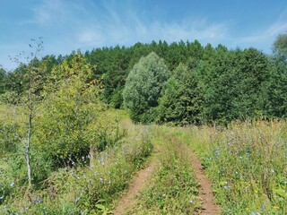 Fototapeta na wymiar road near green forest slope against blue sky on a sunny day