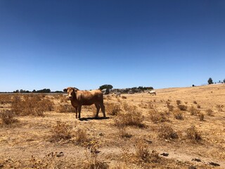 Vaca en el campo y cielo azul (Extremadura)